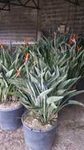 Vendo 30 strelitzia