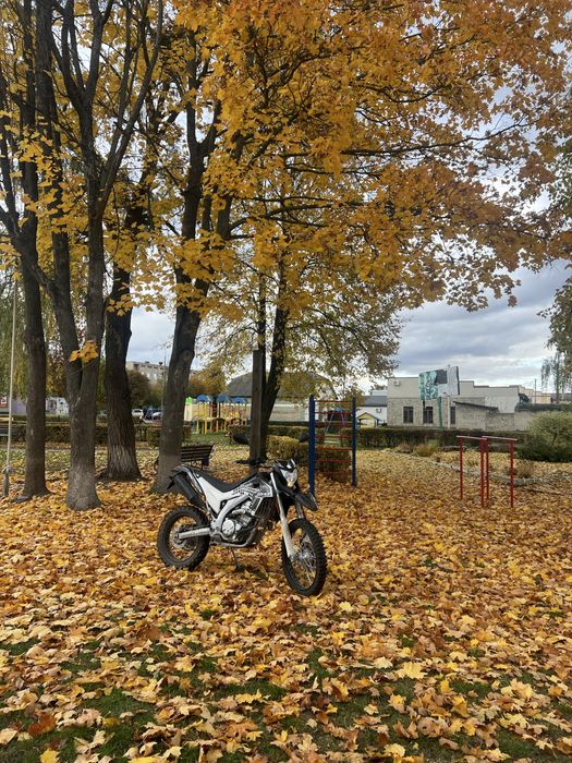 Лось 300 низ ринку