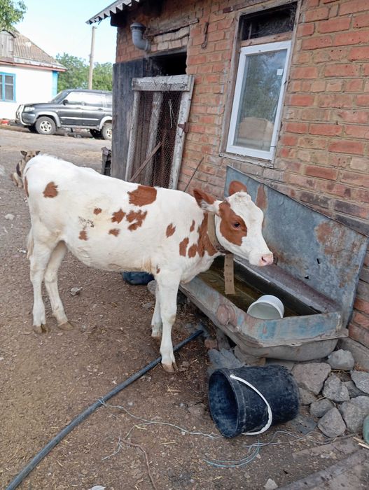 Продам теличку вік 7 місяців Кіровоградська область
