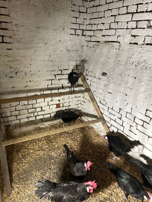 Miniory jaja lęgowe