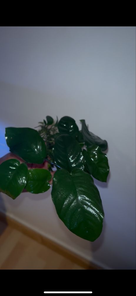 Anubia Barteti xl (venda ou troca)