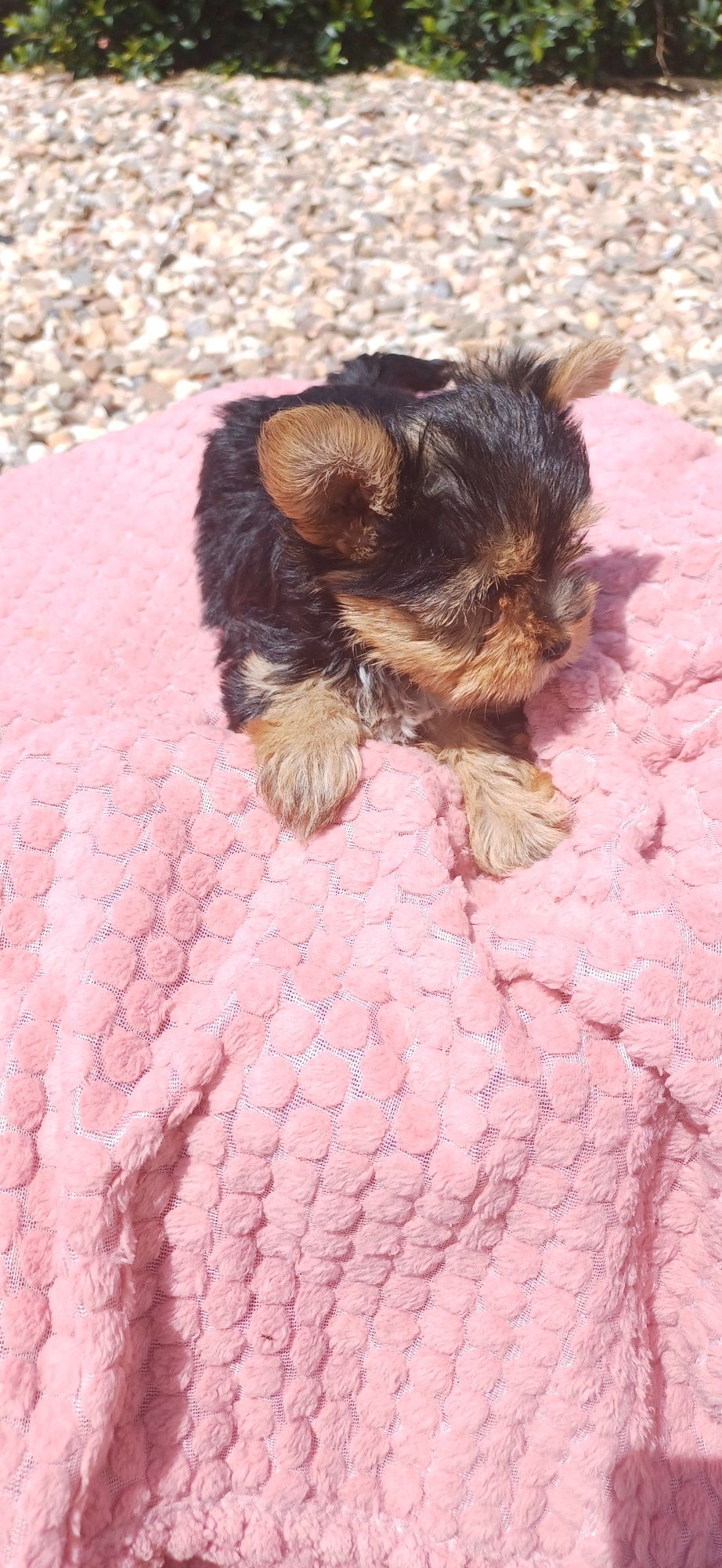 Yorkshire terrier fêmea