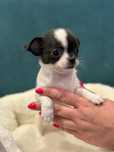 Śliczna sunia chihuahua Maja