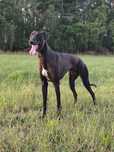Chart Greyhound pies