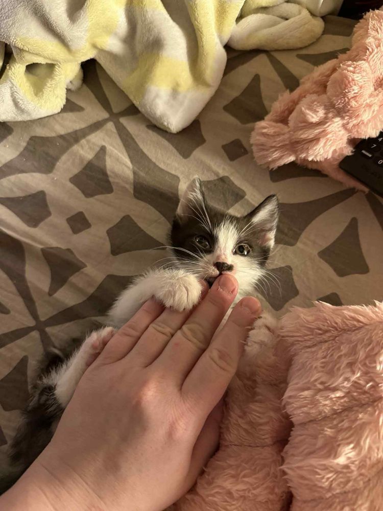 Śliczne siostrzycki do adopcji