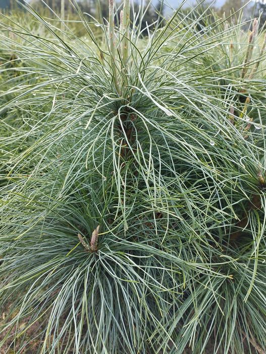 sosna himalajska, sadzonki i krzewy ozdobne