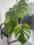 Monstera marmorata cala roslina