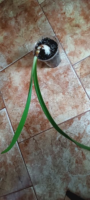 Amarylis hippeastrum Double Dream różowy