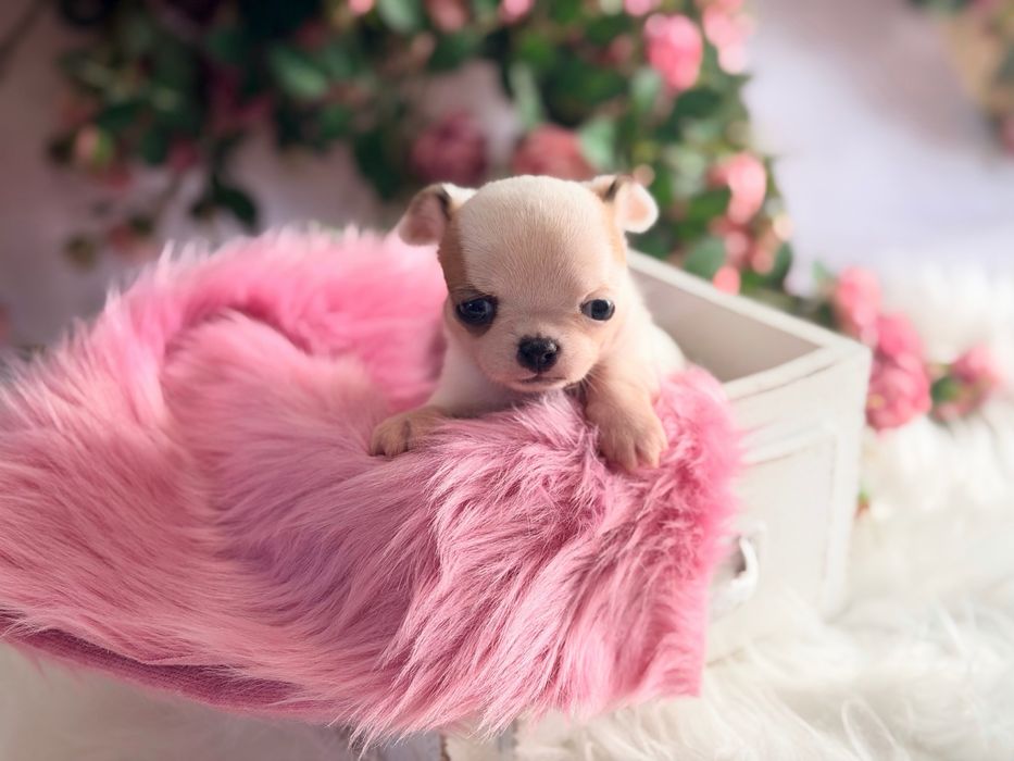 ***Cudna mini dziewczynka***Xxs jak laleczka mini chihuahua