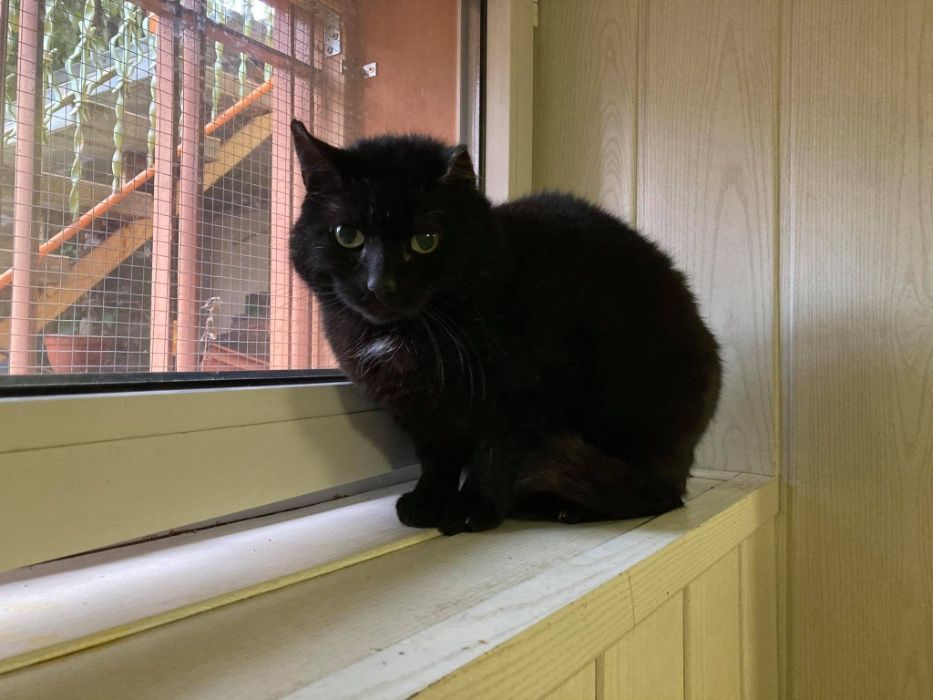 Kocurek Uszko do adopcji