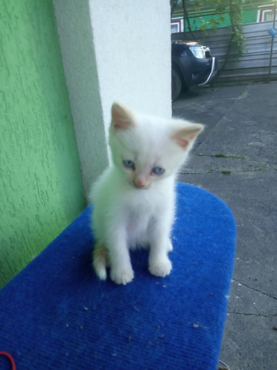 Котик. Найдите ему семью.:)