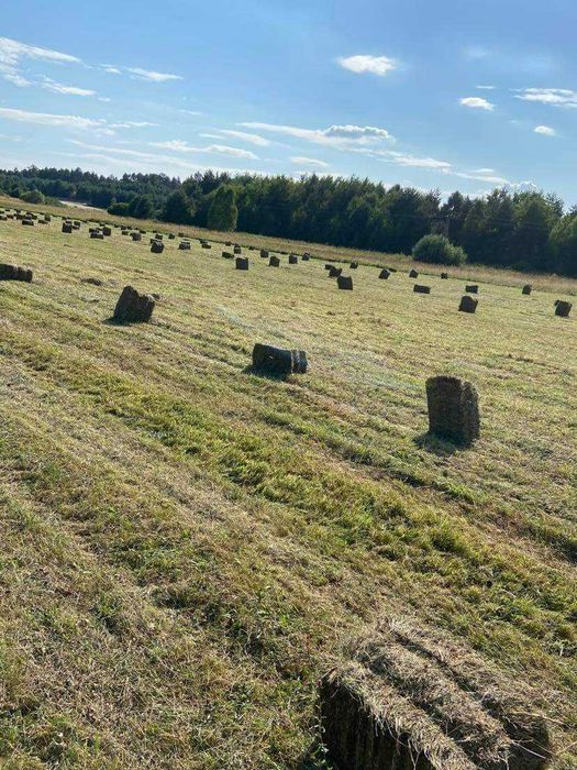 Sprzedam siano w kostkach