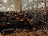 Kury nioski prosto od hodowcy ! Kurki z jajkiem ! Messa Leghorn Senny