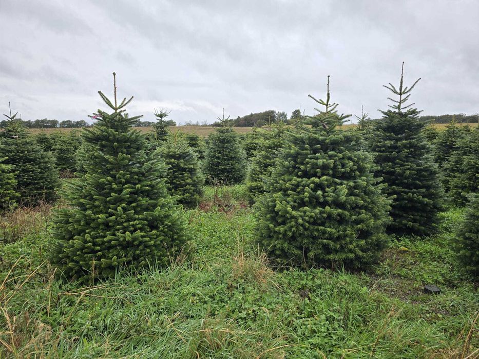 Choinki z najlepszych z plantacji z Danii jodły kaukaskie PRIMA 24h/7!
