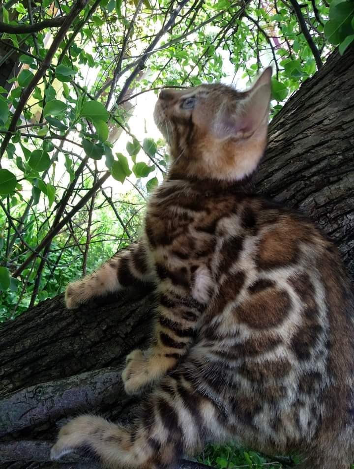 Елітний бенгальський хлопчик