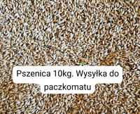 Pszenica paszowa gołębie kury ptaki zwierzęta