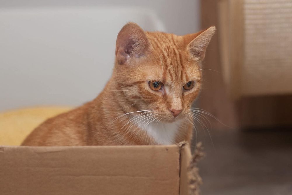 Szymon - ciekawski kotek szuka domu