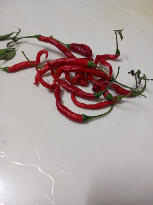 Malaguetas africanas