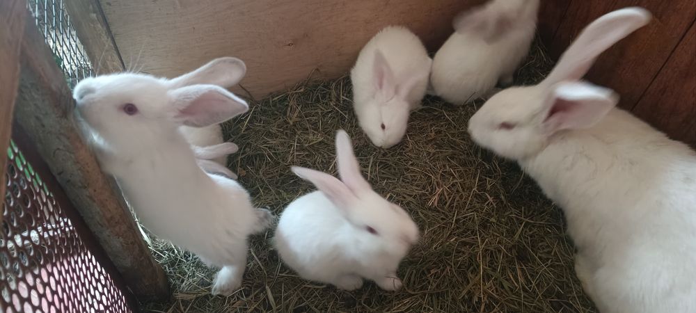 Króliki białe 2 miesięcznie