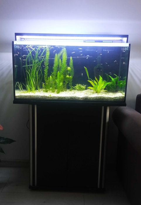 Akwarium 100 l z szafką i lampą
