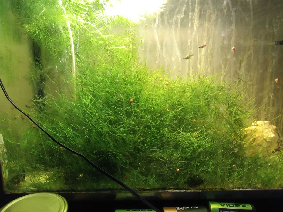 Аквариумные растения мох яванский