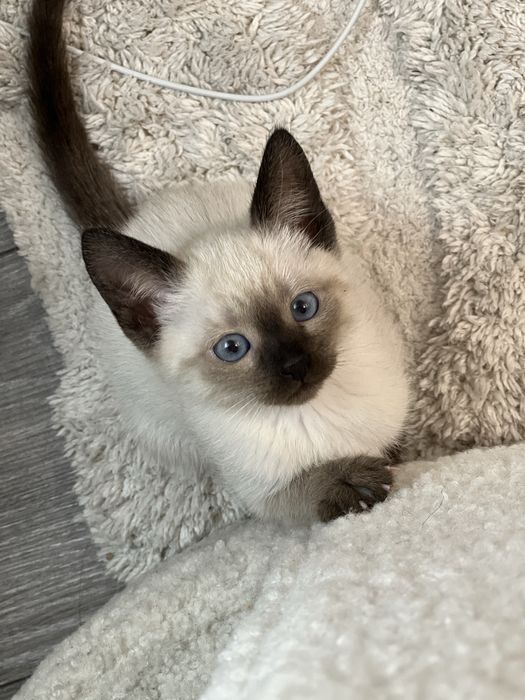 Kot kotka syjamski syjam