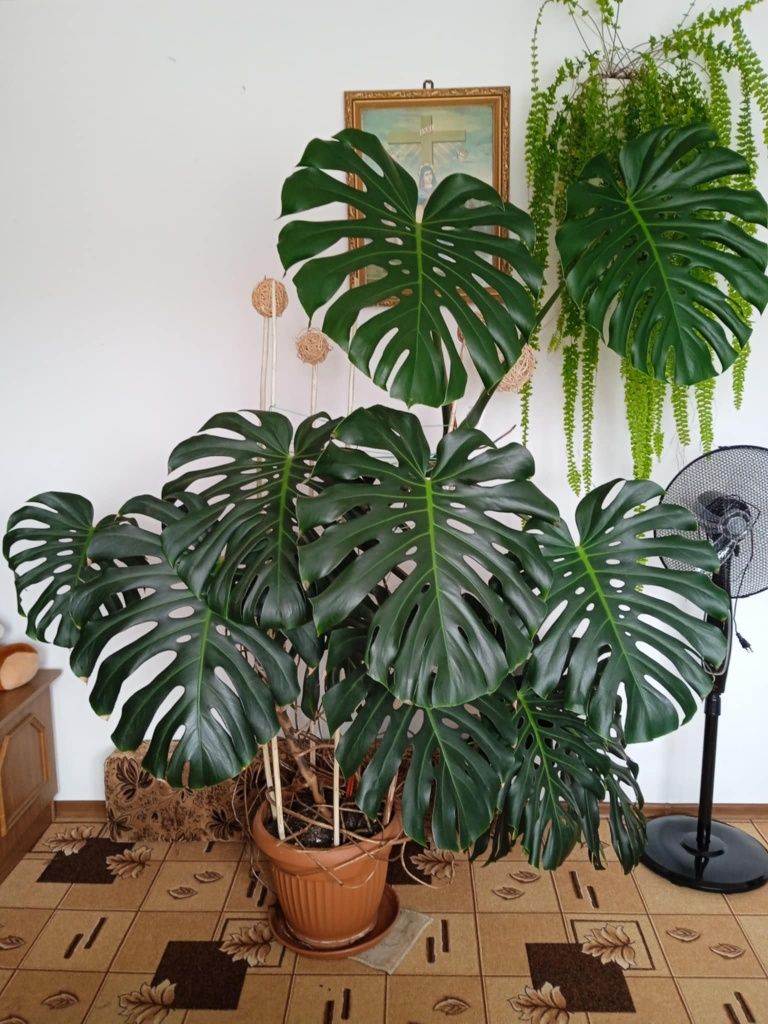 Duża monstera ok. 2 metry z dużymi liśćmi