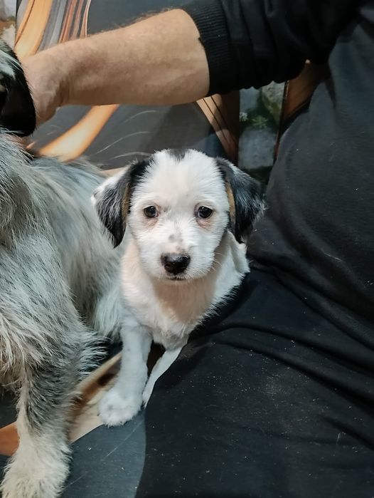 Oddam pieski w dobre ręcę