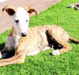 xGalgo para adoção muito responsavel