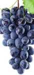 uvas para fabrico de vinho