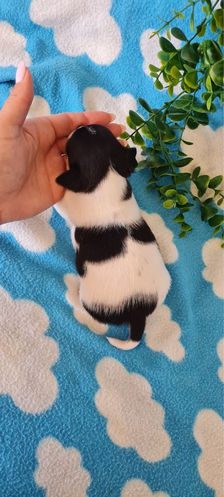 Bonequinho Chihuahua/Chiuaua. LinhagemRussa