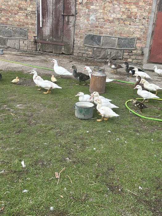 Kaczki do dalszego chowu lub juz dorosle pekinki kaczory krew tuszki