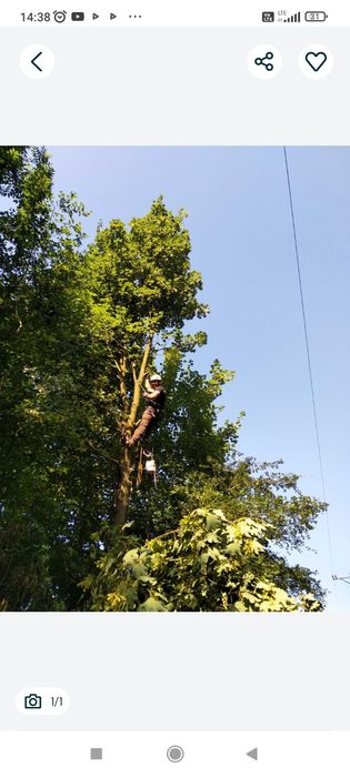 Wycinka drzew metodą alpinistyczną