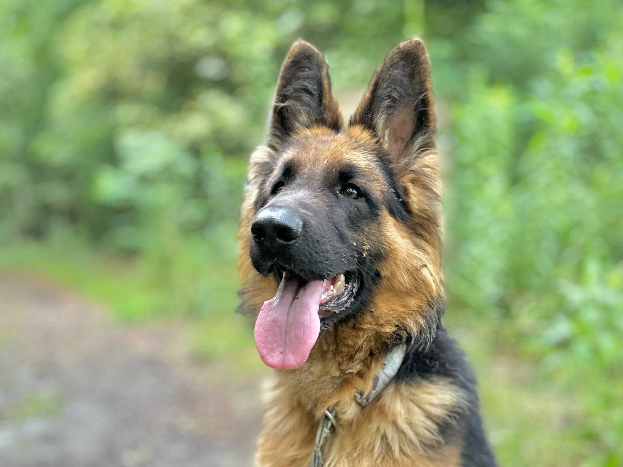 Owczarek niemiecki HOMER poleca się do adopcji!