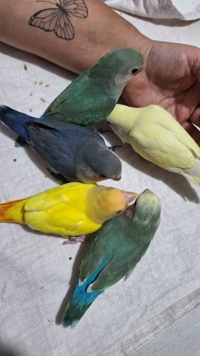 Agapornis Domesticados e Super Meigos