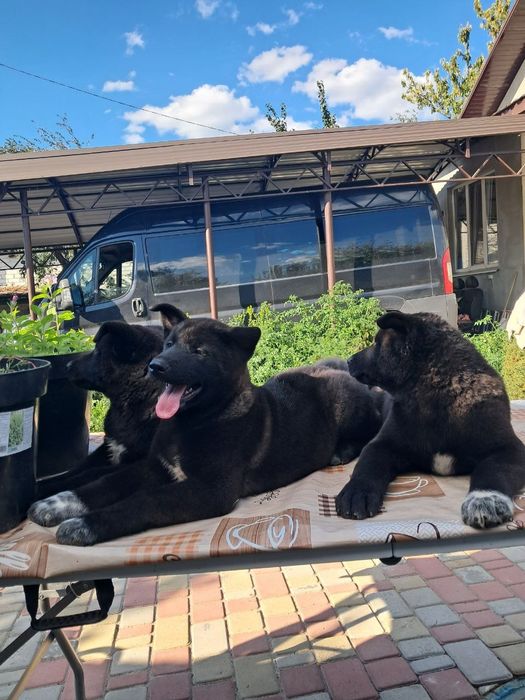 Американська Акіта