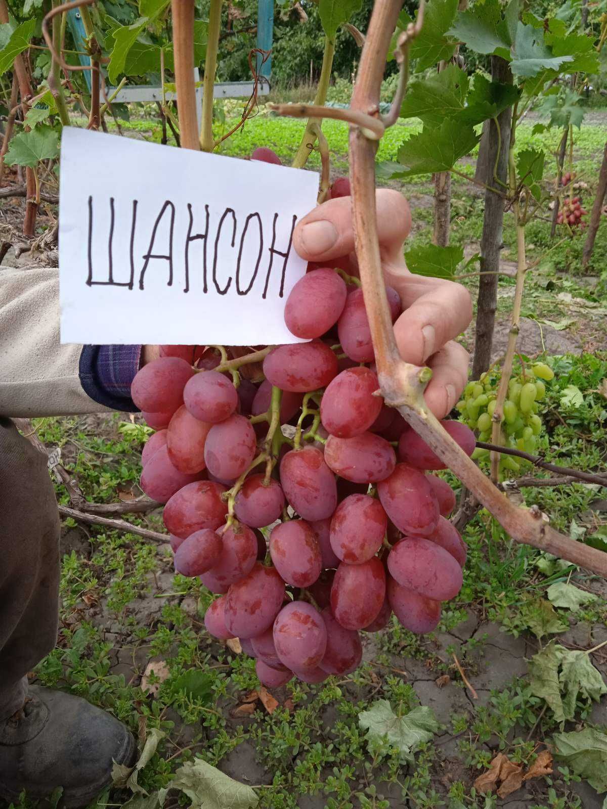 Живці (черенки) елітних сортів винограду