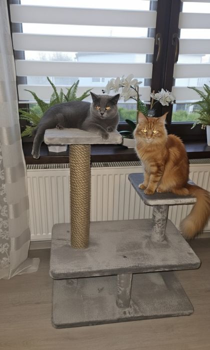 Duży stabilny drapaka dla kota.