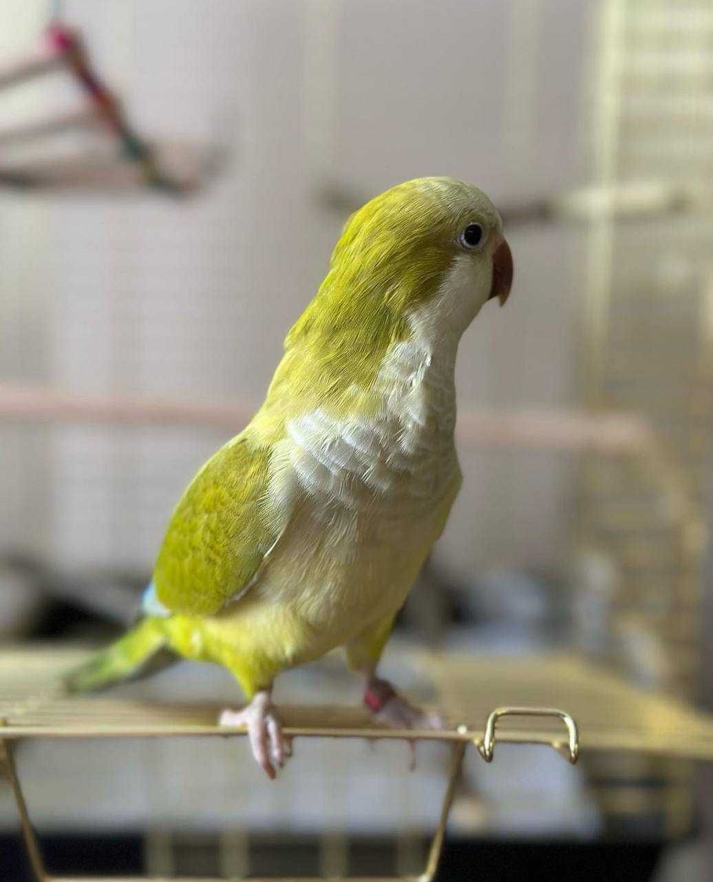 Каліта або Квакер (папуга-монах) - ручні пташенята викормиші