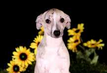 Whippet Chart angielski ZKwP/FCI śliczny piesek PORVENIR "Venio"