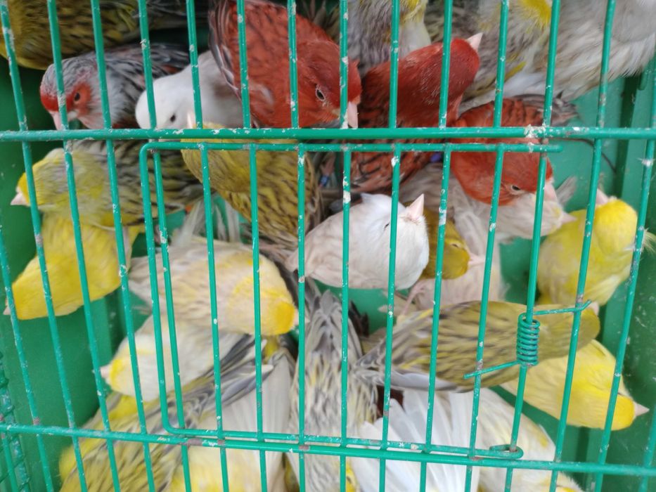 Vendo canários ágatas prontos a criar