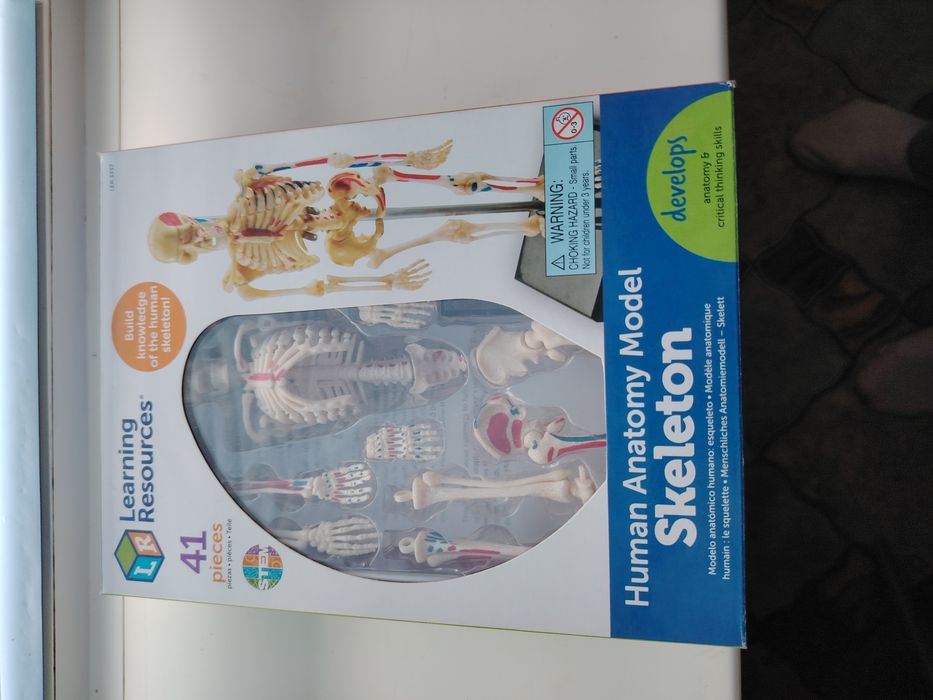 Скелет человека!