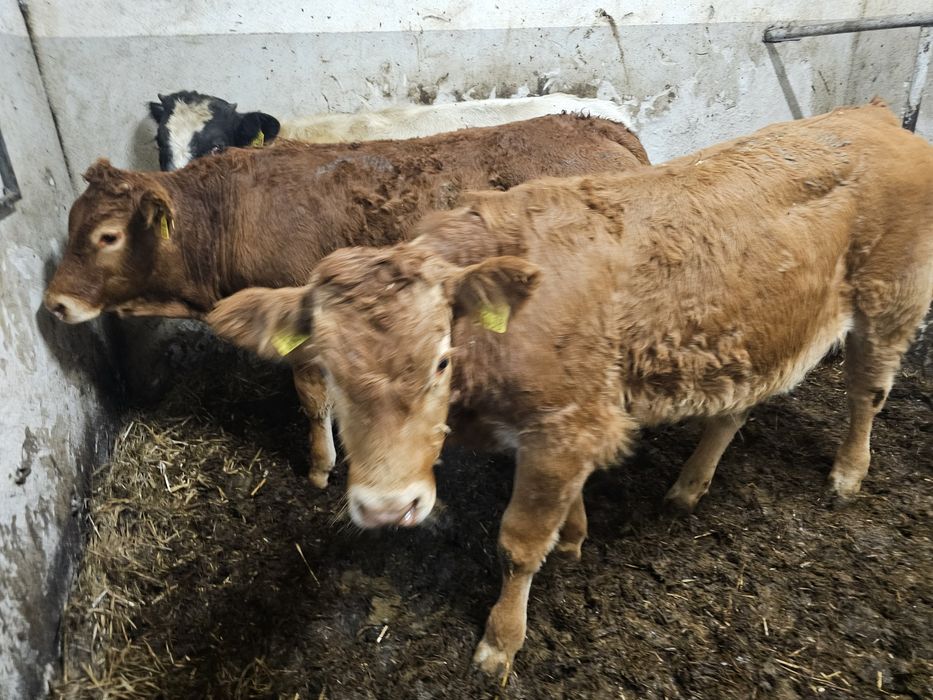 Sprzedam odsadki Belgi Limuze