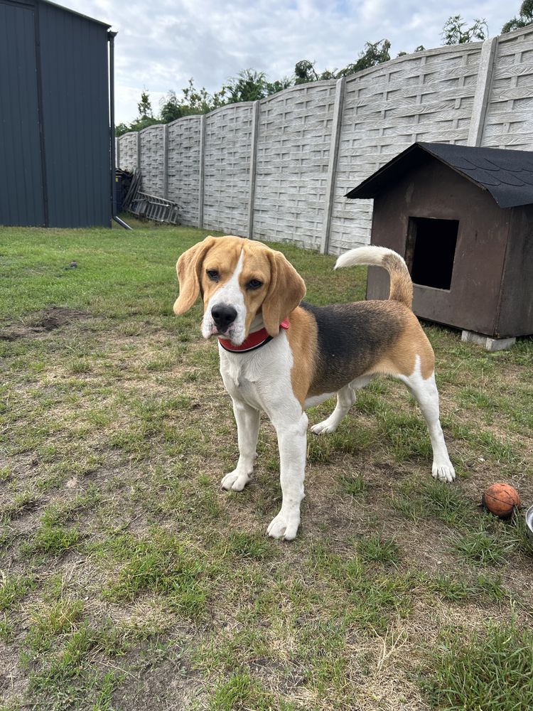 Beagle 3 latek Karmel