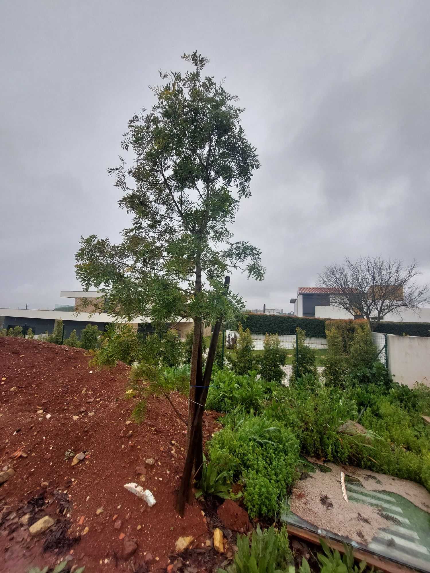 3 Pinheiros de 3 mt de altura desenterrados do solo