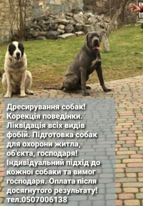 Дресирування собак!!!