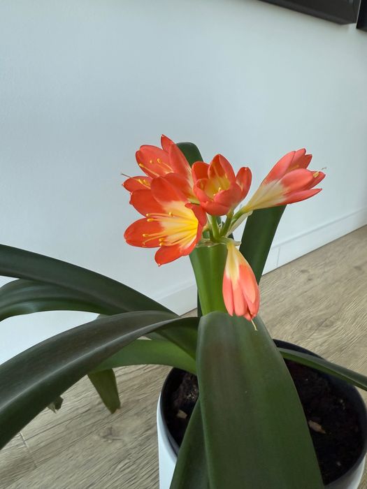 Kwiat doniczkowy kliwia