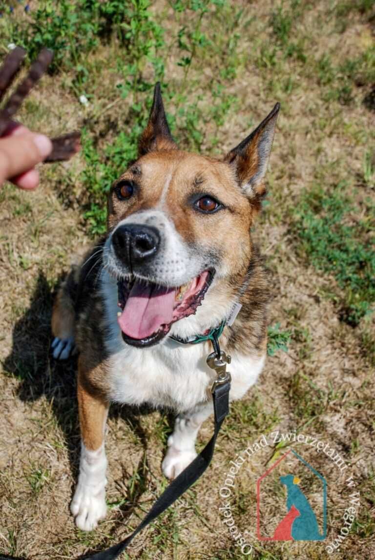 Fajny przyjazny piesek szuka domu! Adoptuj!