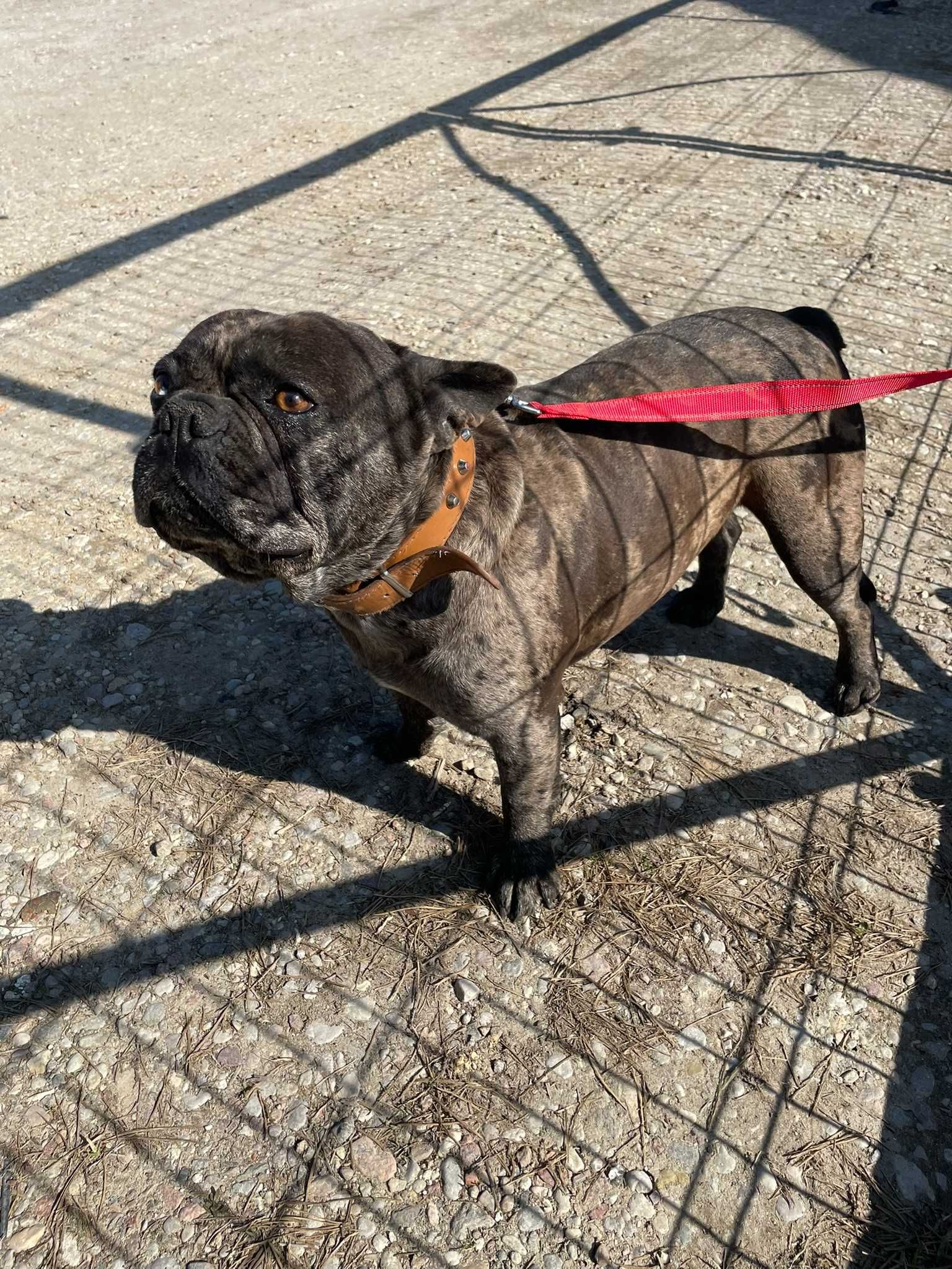 Buldog Francuski, pies Buldoga Francuskiego nie SUKA