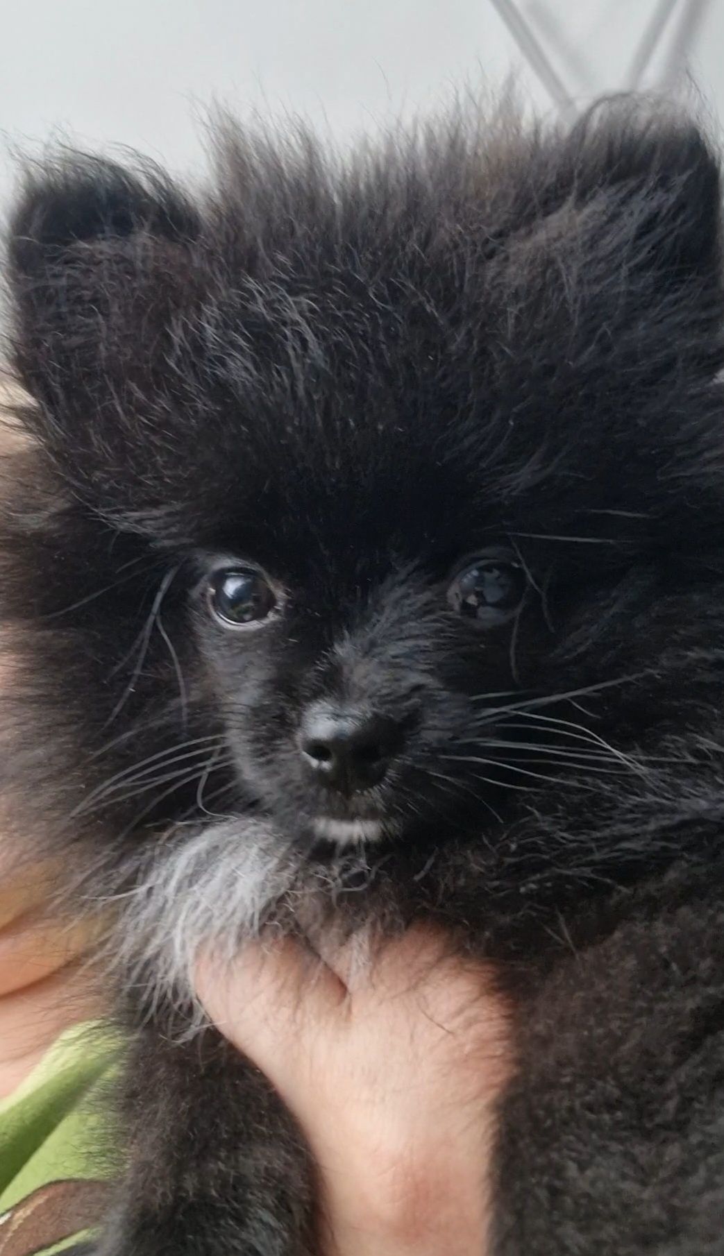 Pomeranian/szpic miniaturowy sunia,czarna kruszynka do 2 kg
